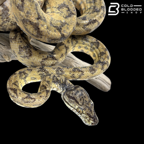 Male Yellow Phase Amazon Tree Boa - Corallus Hortulanus