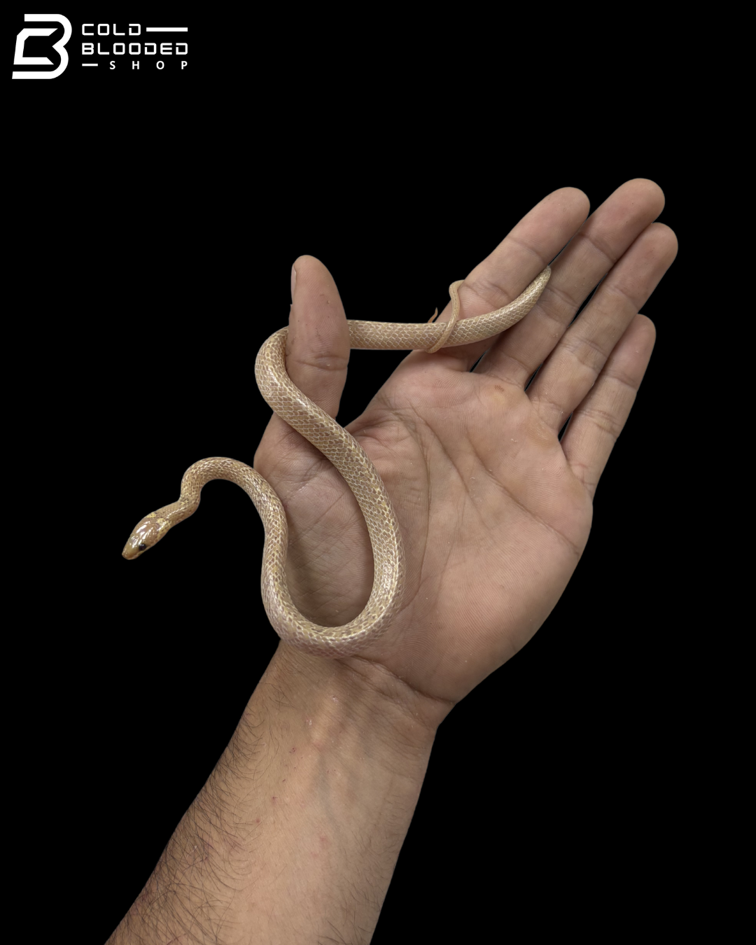 Albino Wolf Snake - Lycodon Capucinus