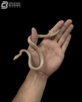 Albino Wolf Snake - Lycodon Capucinus