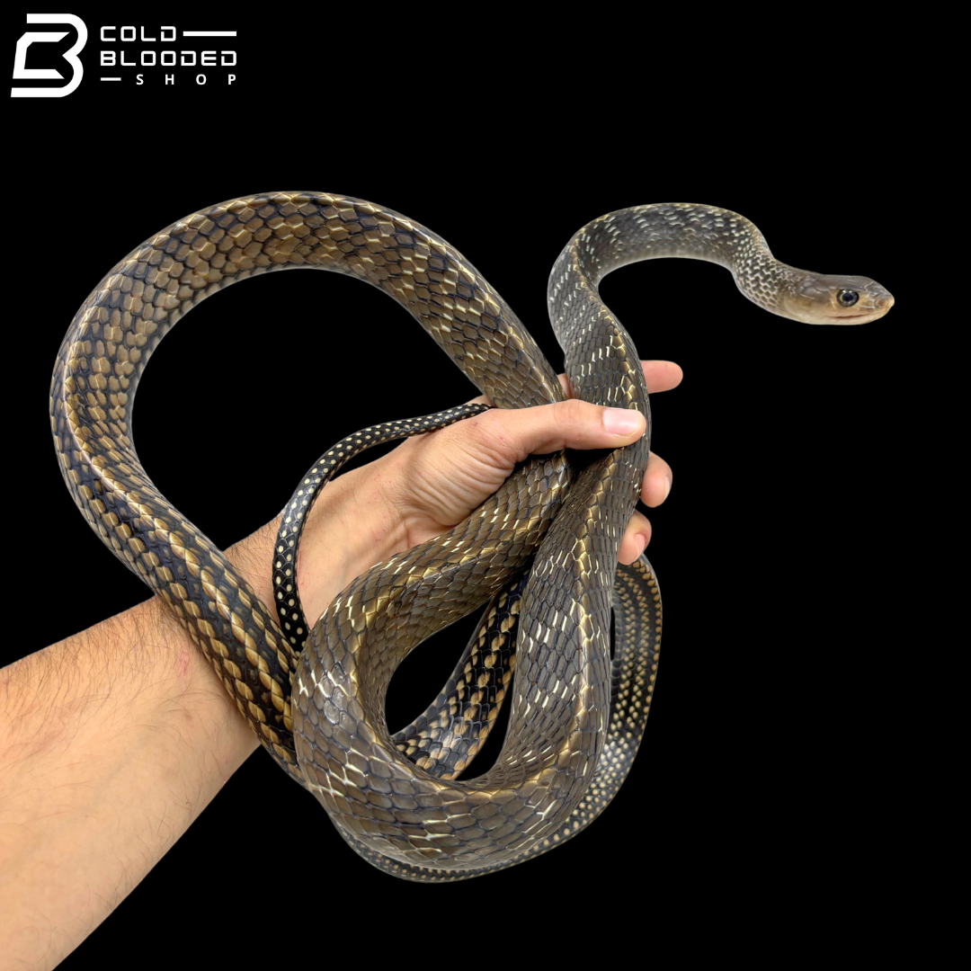 Adult Male Keeled Rat Snake - Ptyas Carinata