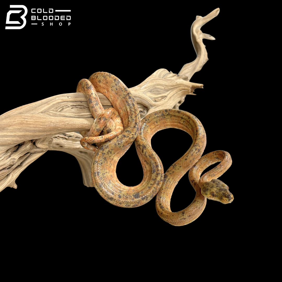 Male Orange Phase Amazon Tree Boa - Corallus Hortulanus