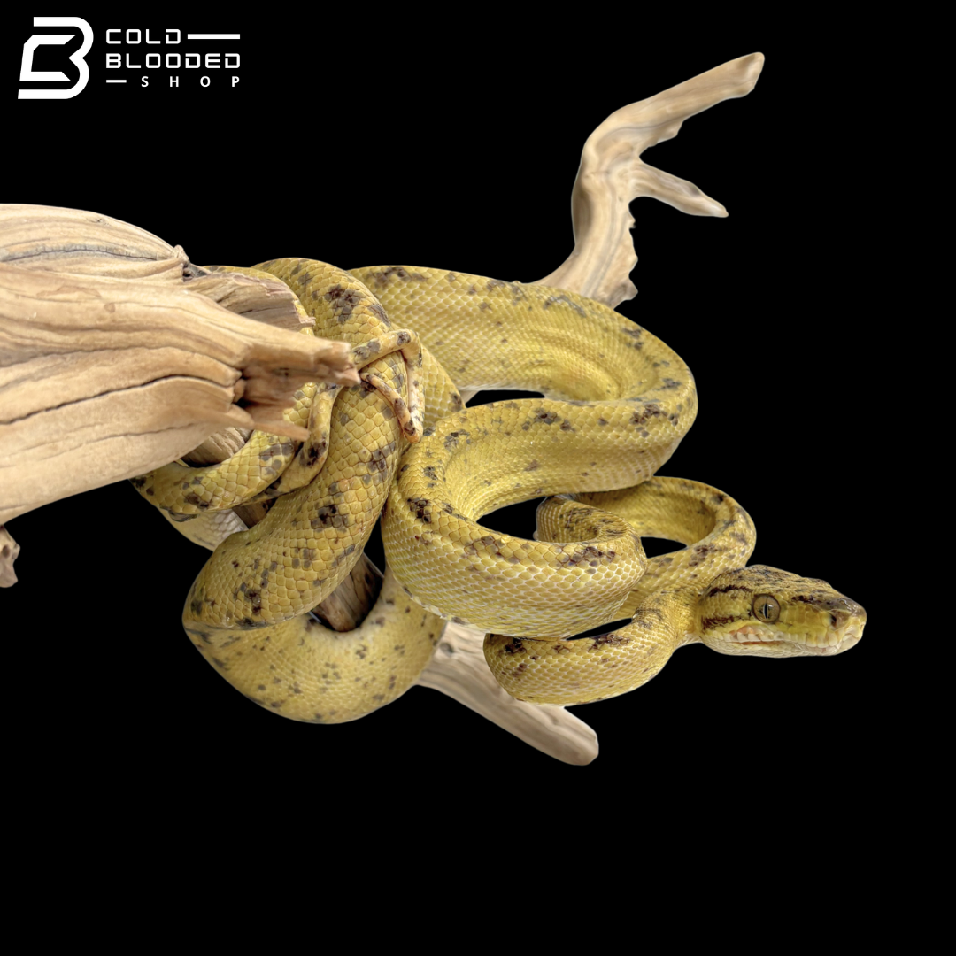Male Yellow Phase Amazon Tree Boa - Corallus Hortulanus