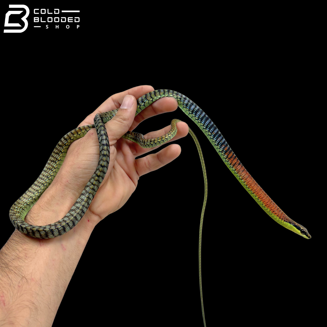 Kopstein's Bronzeback Snakes - Dendrelaphis Kopsteini