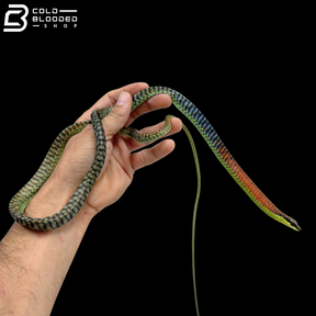 Kopstein's Bronzeback Snakes - Dendrelaphis Kopsteini