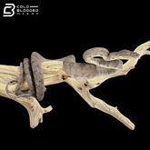 Female garden Phase Amazon Tree Boa - Corallus Hortulanus