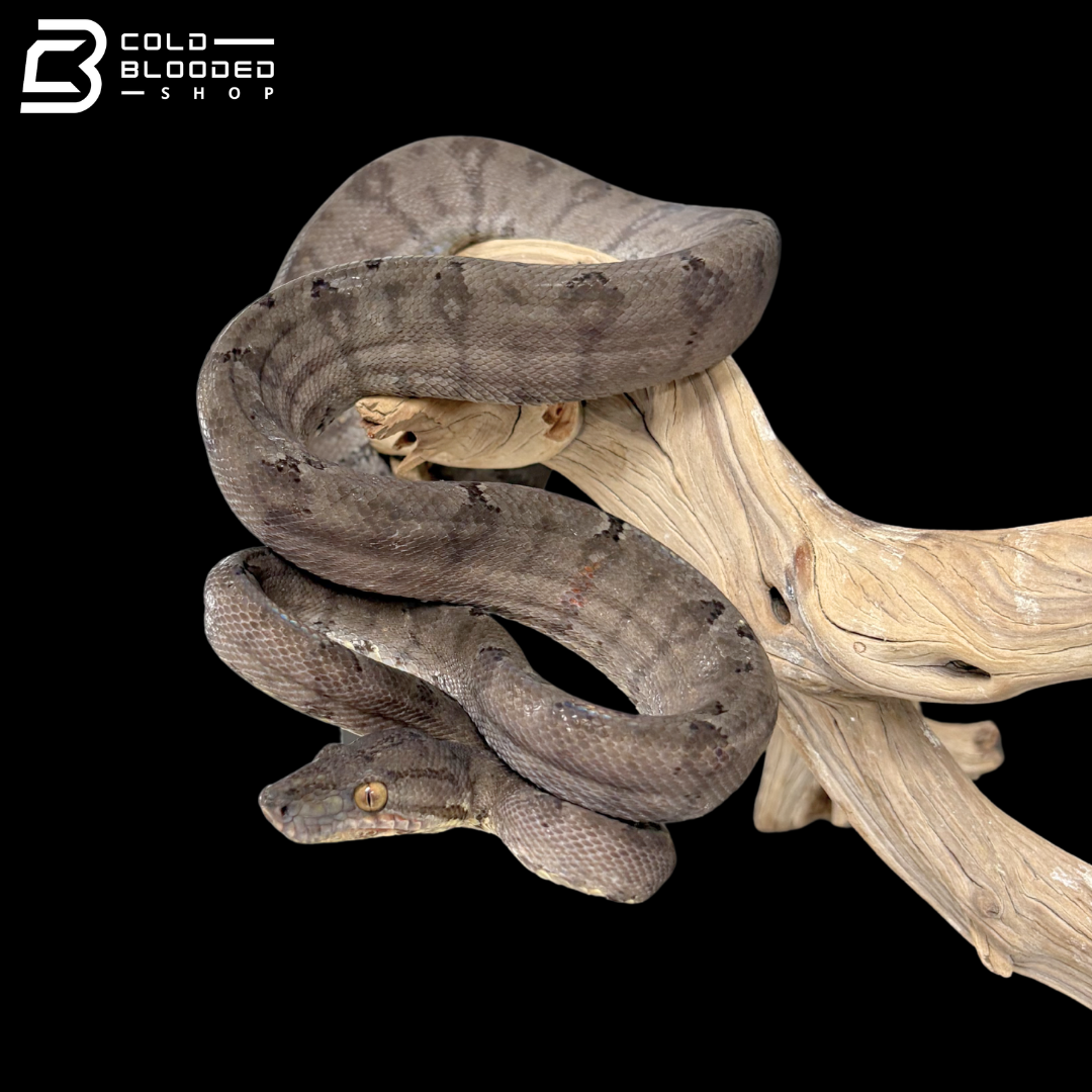 Female garden Phase Amazon Tree Boa - Corallus Hortulanus