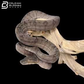 Female garden Phase Amazon Tree Boa - Corallus Hortulanus