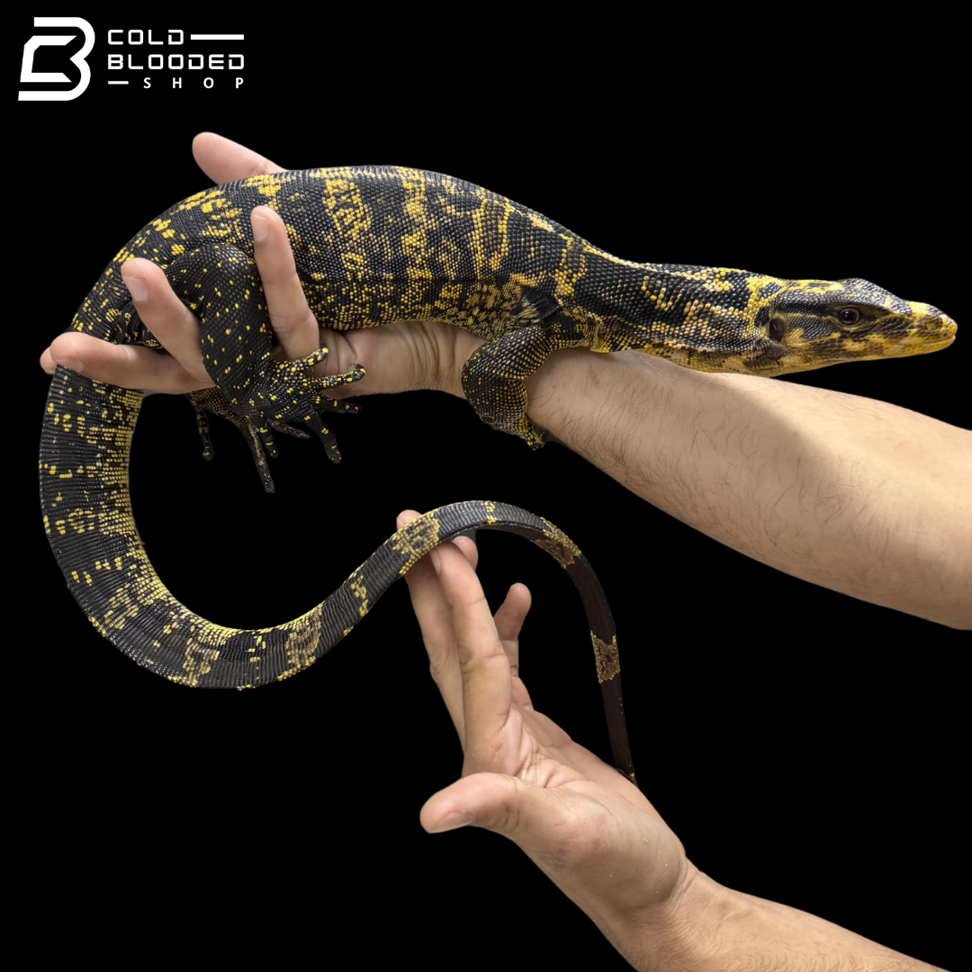 Female Yellow-headed Water Monitor - Varanus cumingi