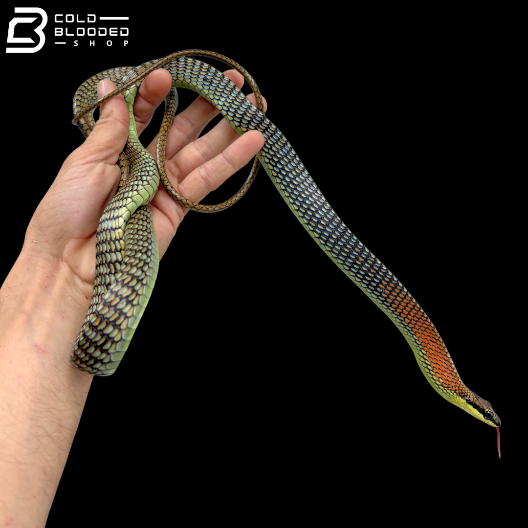 Kopstein's Bronzeback Snakes - Dendrelaphis Kopsteini