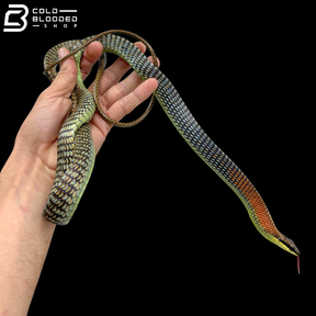 Kopstein's Bronzeback Snakes - Dendrelaphis Kopsteini