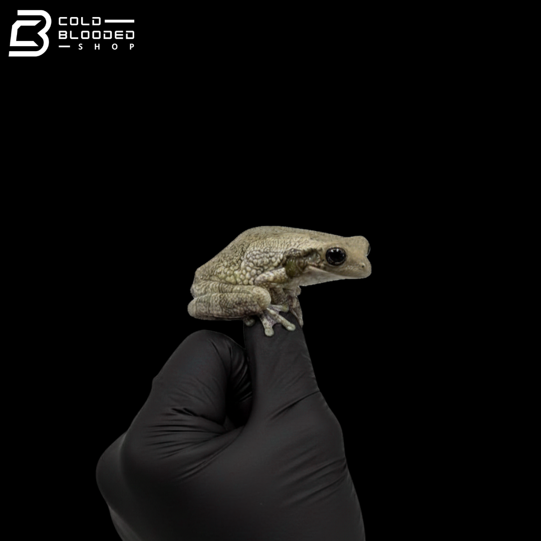 Common Milk Frogs - Trachycephalus Typhonius