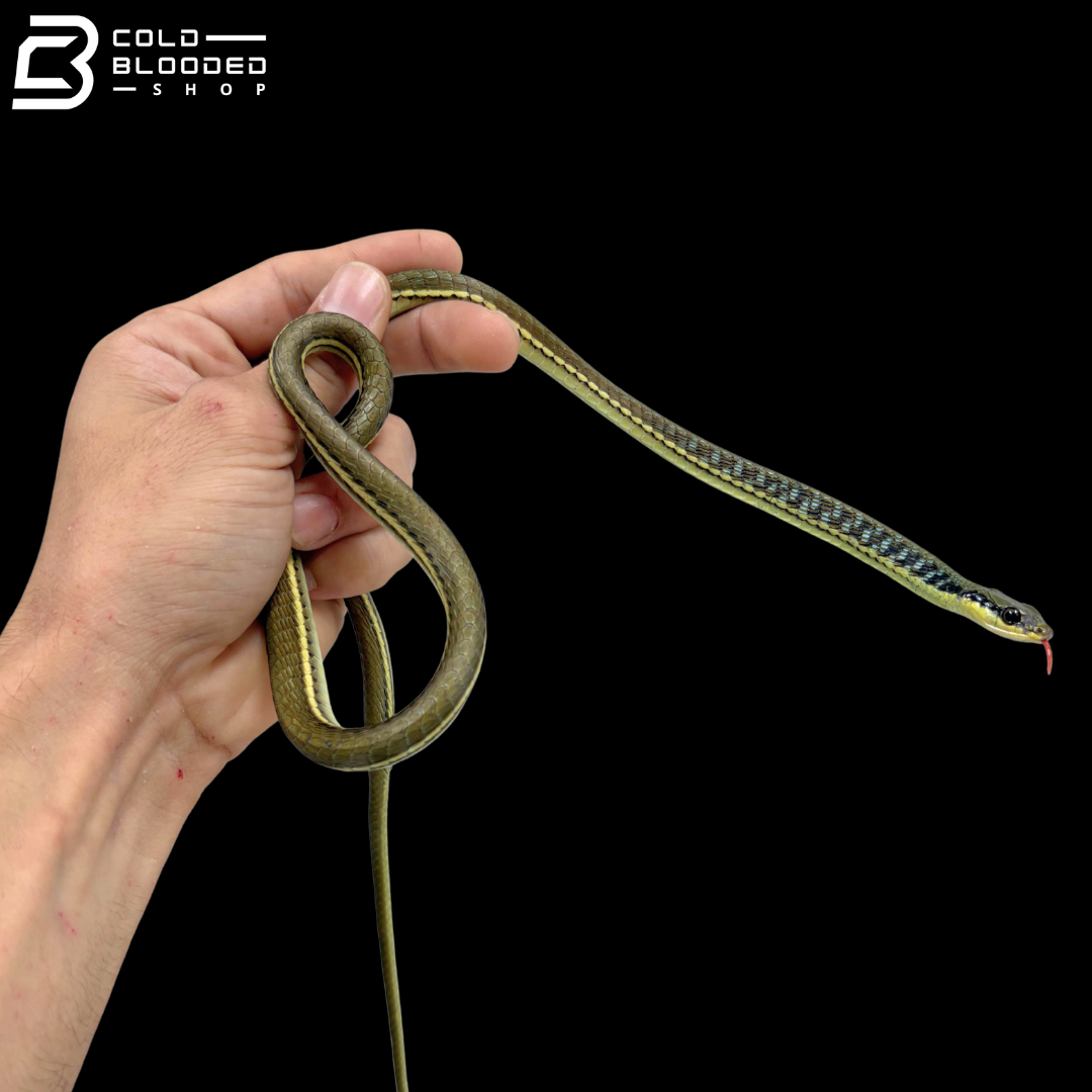 Pair Of Painted Bronzeback Snake - Dendrelaphis Pictus
