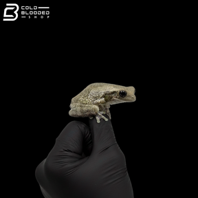 Common Milk Frogs - Trachycephalus Typhonius