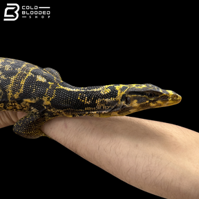 Female Yellow-headed Water Monitor - Varanus cumingi