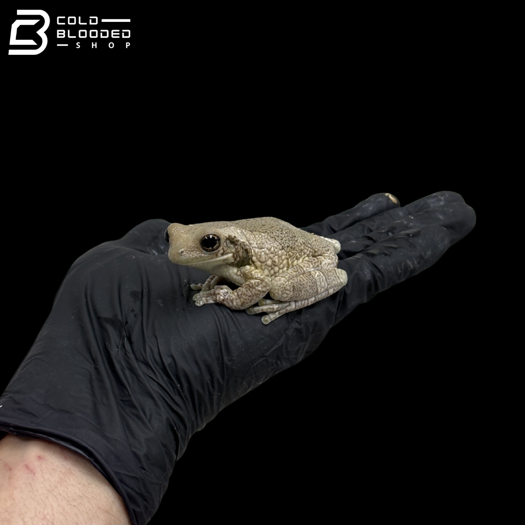 Common Milk Frogs - Trachycephalus Typhonius