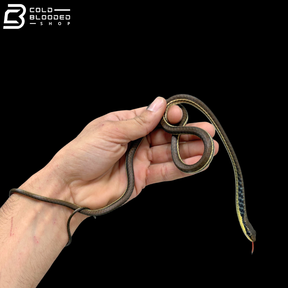 Pair Of Painted Bronzeback Snake - Dendrelaphis Pictus