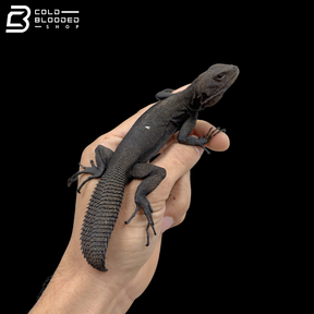 Adult Amazon Thorny Tail Iguanas - Uracentron flaviceps