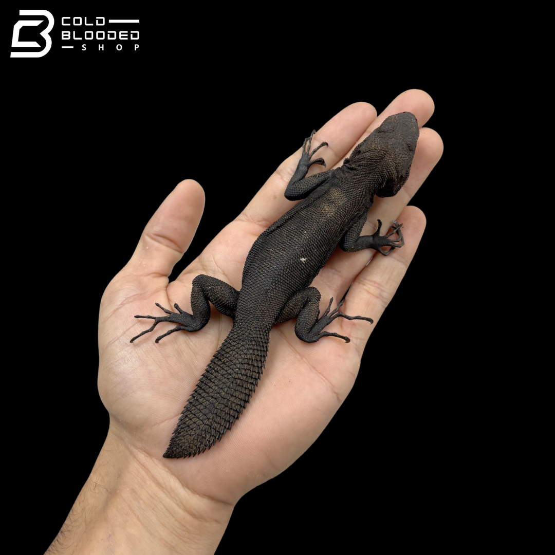 Adult Amazon Thorny Tail Iguanas - Uracentron flaviceps