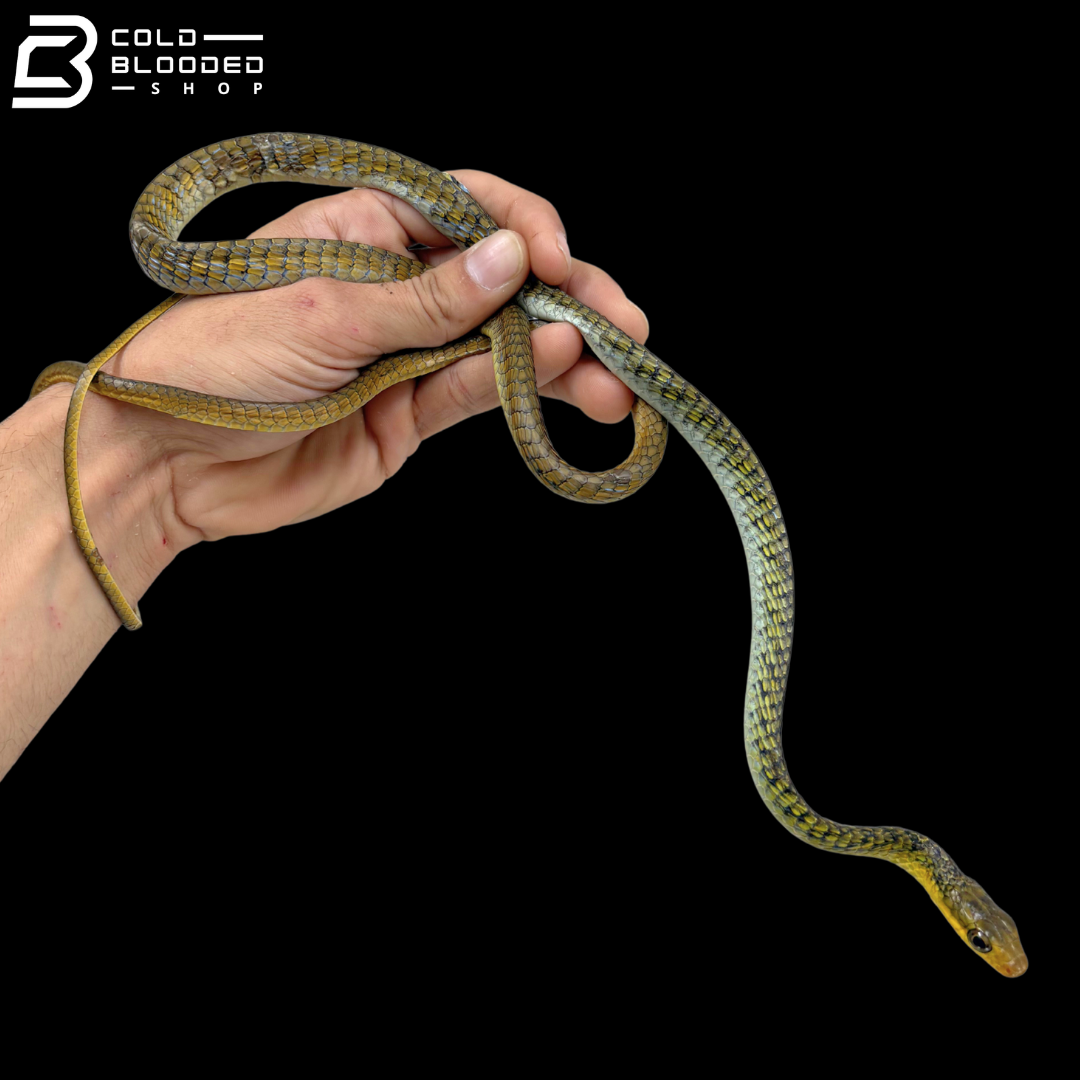 Pair Of Common Tree Snakes - Dendrelaphis Punctulatus