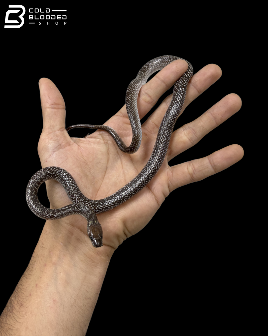 Wolf Snakes - Lycodon Capucinus