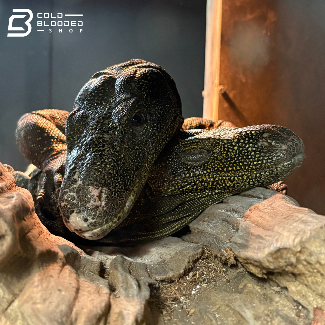 Adult Bonded Proven Pair - Sorong Local Crocodile Monitors