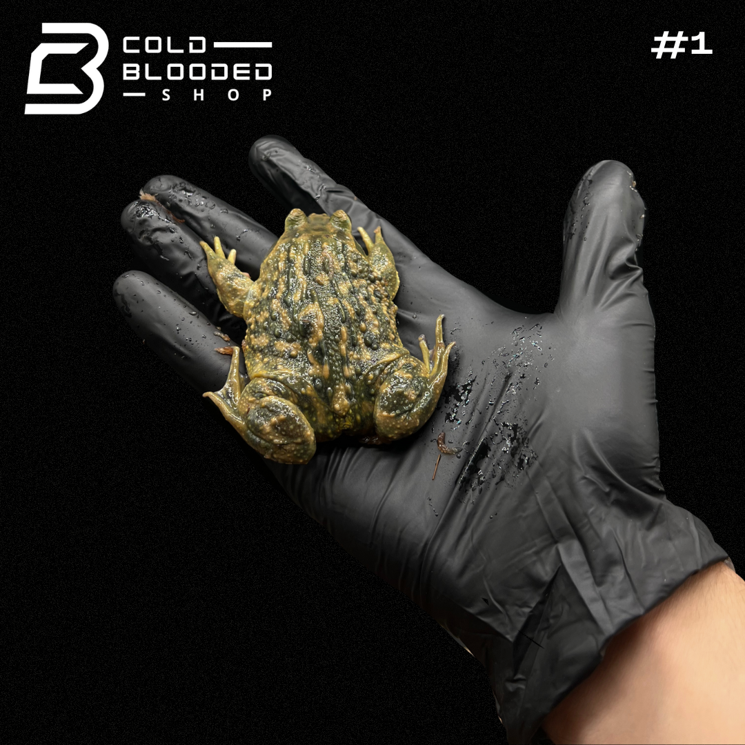 Helmeted Water Toads - Calyptocephalella gayi