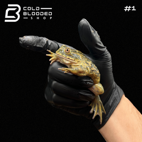 Helmeted Water Toad - Calyptocephalella gayi