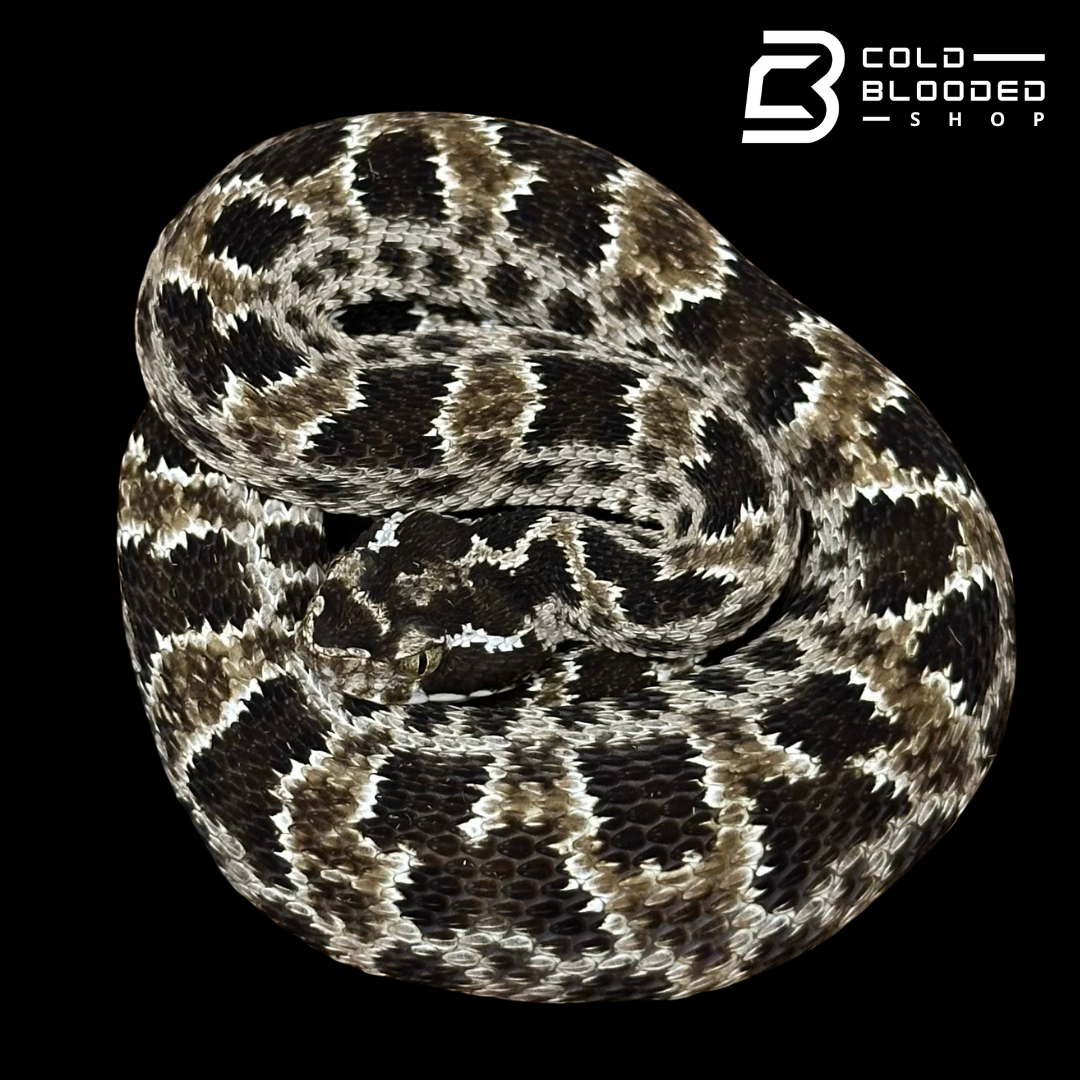 CBB Zoo Stock MALE #1 Barnett's lancehead - Bothrops barnetti
