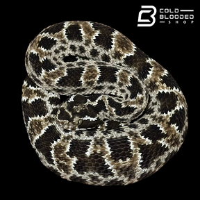 CBB Zoo Stock MALE #1 Barnett's lancehead - Bothrops barnetti