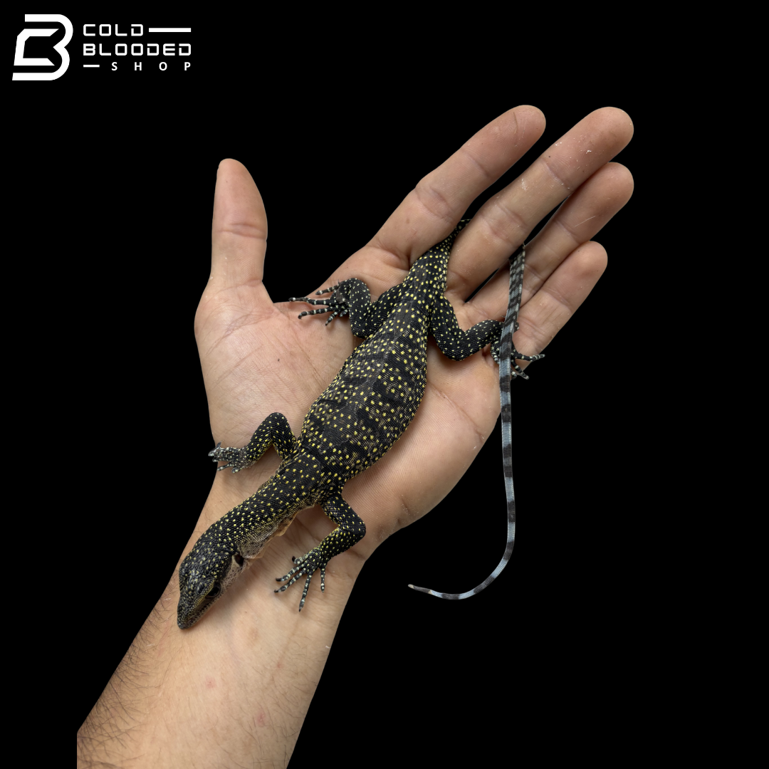 Baby Peach-throated Monitor - Varanus jobiensis