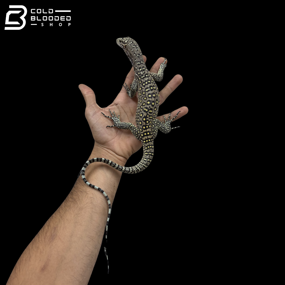 EXTREME PASTEL Blue Tailed Monitor - Varanus Doreanus