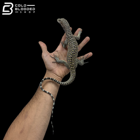 EXTREME PASTEL Blue Tailed Monitor - Varanus Doreanus