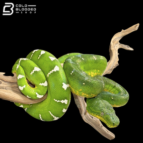 Adult Female Emerald Tree Boa - Corallus caninus