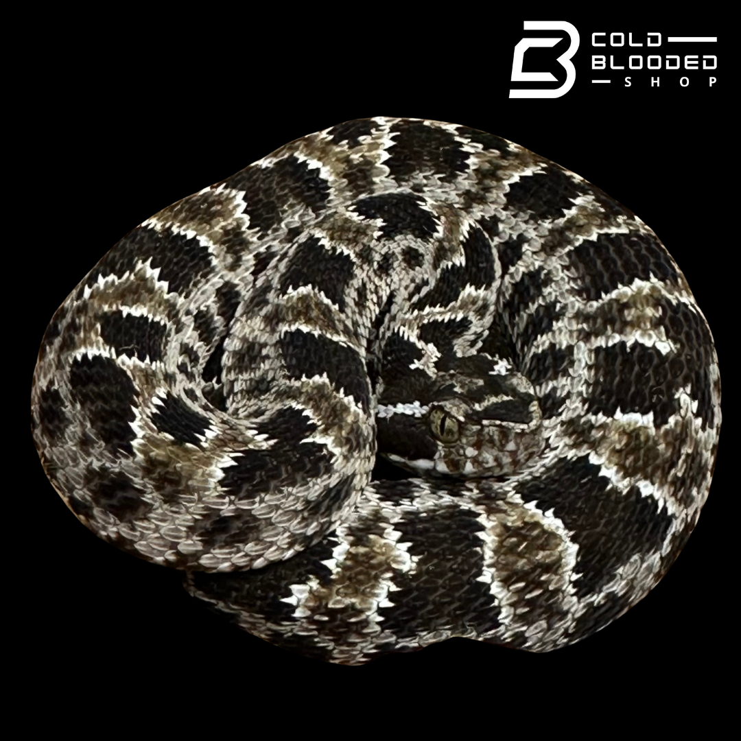 CBB Zoo Stock MALE #1 Barnett's lancehead - Bothrops barnetti