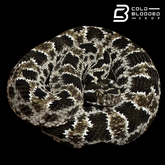 CBB Zoo Stock MALE #1 Barnett's lancehead - Bothrops barnetti