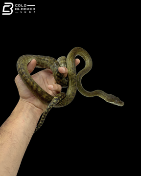 Moluccan Python - Morelia Clastolepis