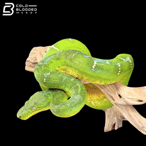 Adult Female Emerald Tree Boa - Corallus caninus