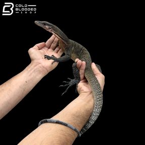Subadult Jayapura Peach-throated Monitor - Varanus jobiensis