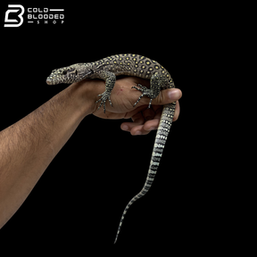 EXTREME PASTEL Blue Tailed Monitor - Varanus Doreanus