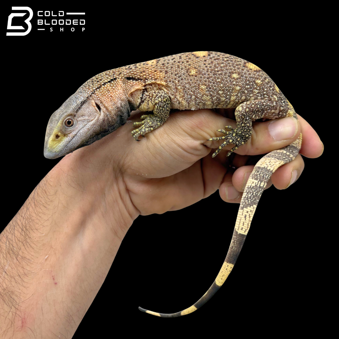 USCBB Black Throat Monitors - Varanus Albigularis Microstictus