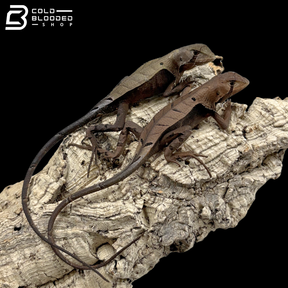Western Dead Leaf Lizards - Stenocercus fimbriatus