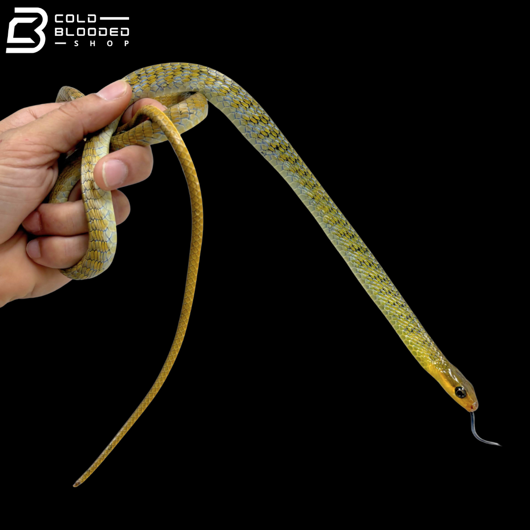 Pair Of Common Tree Snakes - Dendrelaphis Punctulatus