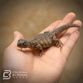 Bebé Egipcio Uromastyx B-Grado