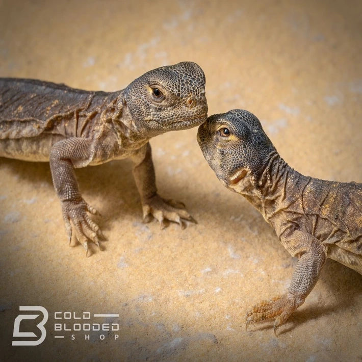 Bebé Egipcio Uromastyx B-Grado