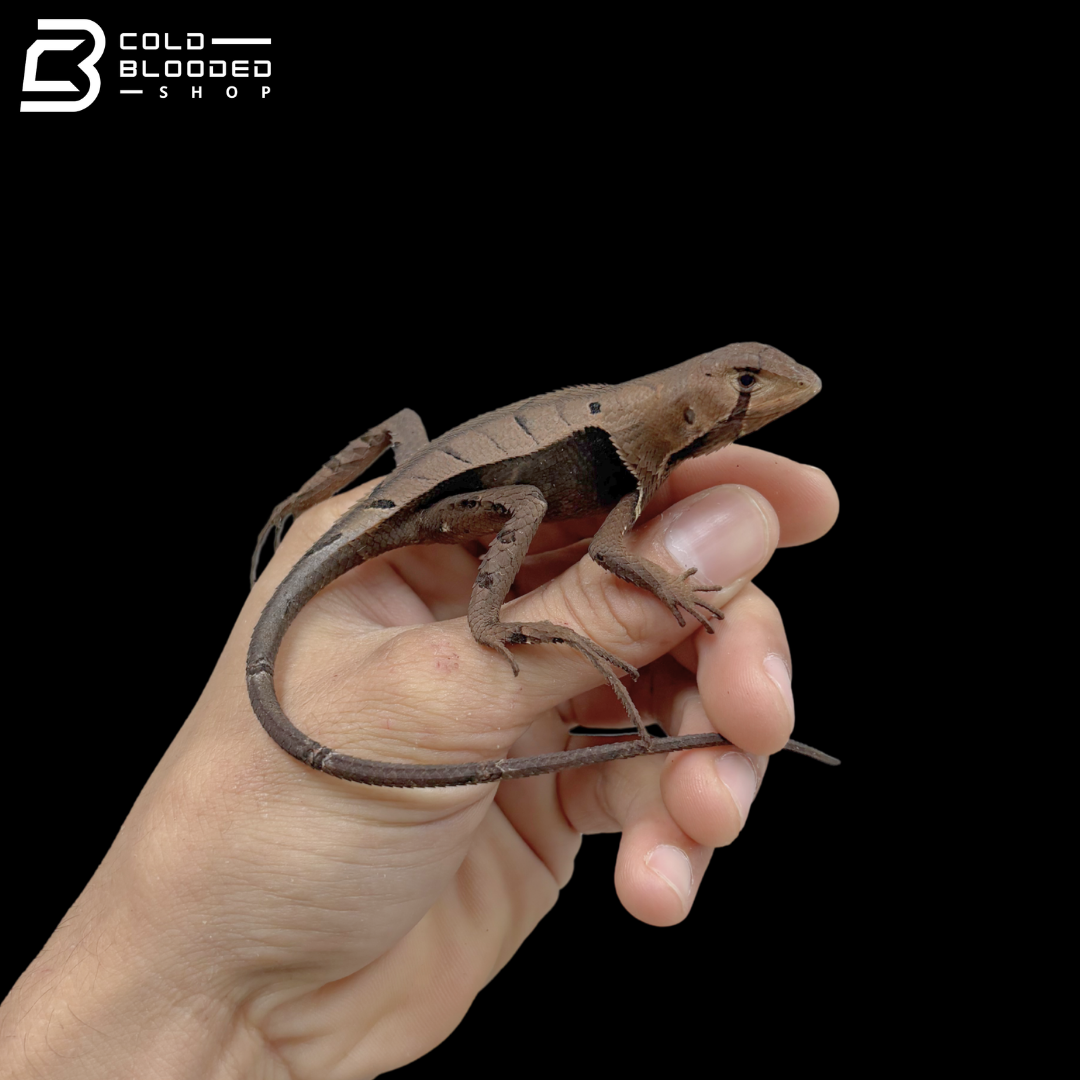Western Dead Leaf Lizards - Stenocercus fimbriatus