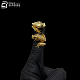 Hourglass Tree Frogs - Dendropsophus Ebraccatus