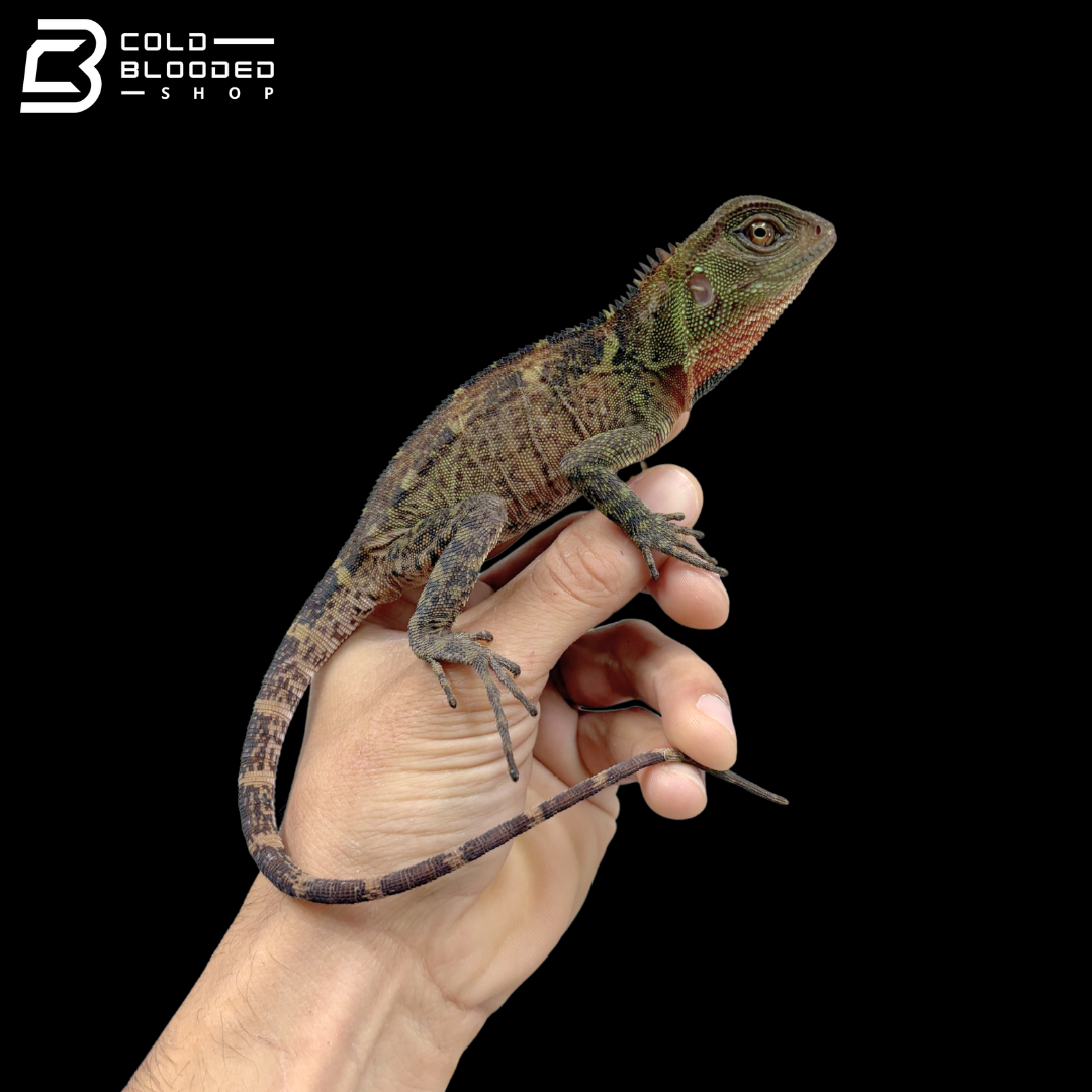 Adult Amazon Dwarf-Iguana - Enyalioides laticeps