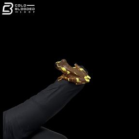 Clown Tree Frogs - Dendropsophus  leucophylatus