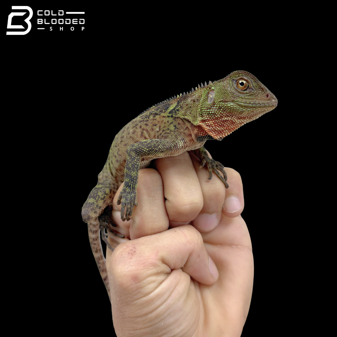 Adult Amazon Dwarf-Iguana - Enyalioides laticeps