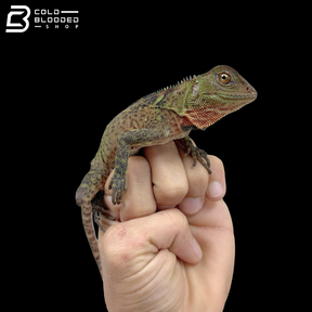 Adult Amazon Dwarf-Iguana - Enyalioides laticeps